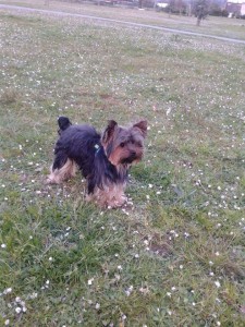 Cobi -Yorkshire perdido